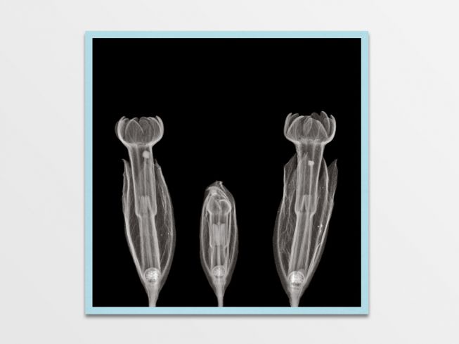Postkort "planter i røntgen" 6 for 5 [sett 2]