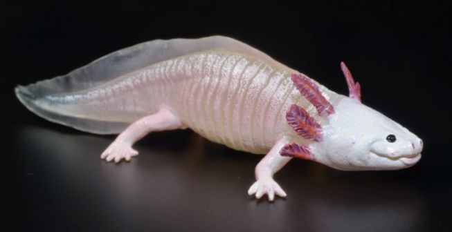 Axolotl Safari