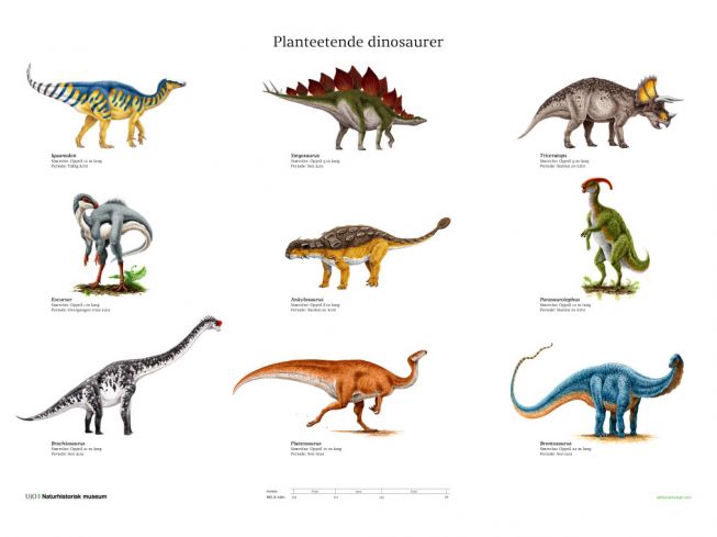 Planteetende dinosaurer 50x70cm