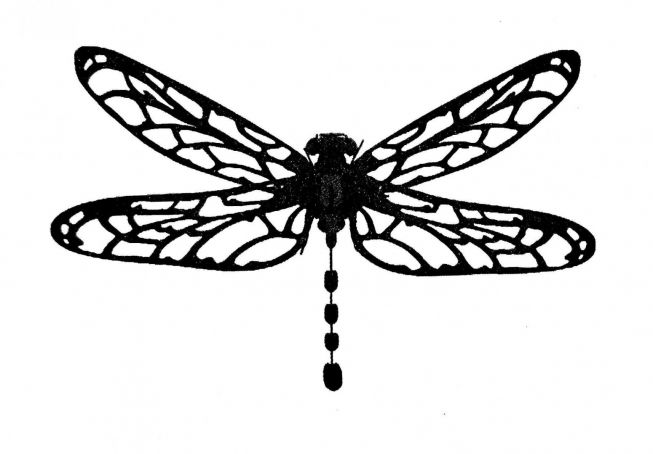 Libelle [Anisoptera Dragonfly] sort 3D