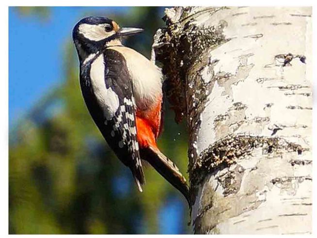 Flaggspett [Great spotted woodpecker]