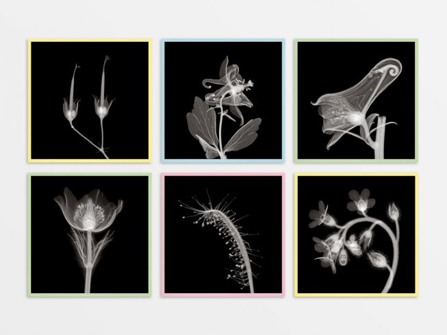 Postkort "planter i røntgen" 6 for 5 [sett 1]
