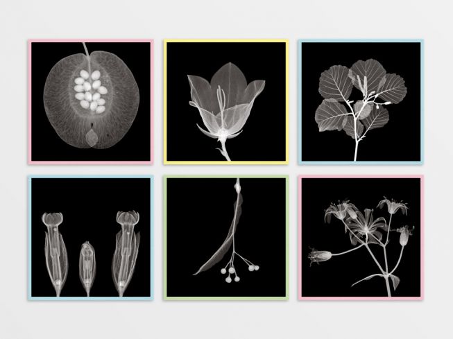 Postkort "planter i røntgen" 6 for 5 [sett 2]