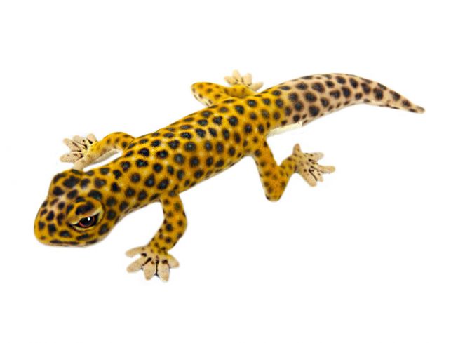 Leopardgecko [Gecko Leopard] 26 cm Hansa