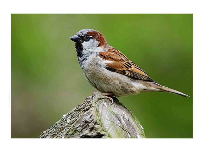 Gråspurv [House sparrow]