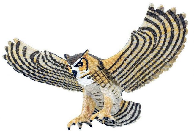 Amerikahubro [Great Horned Owl]