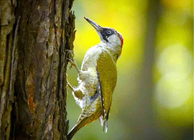 Grønnspett [green woodpecker] Wild Republic