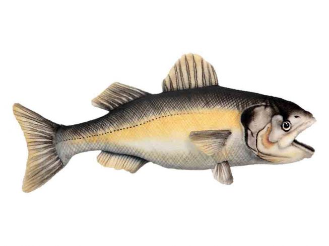 Havabbor [Sea Bass] 35 cm Hansa