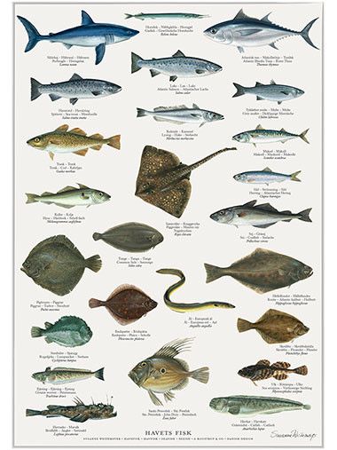 Plakat - havets fisker