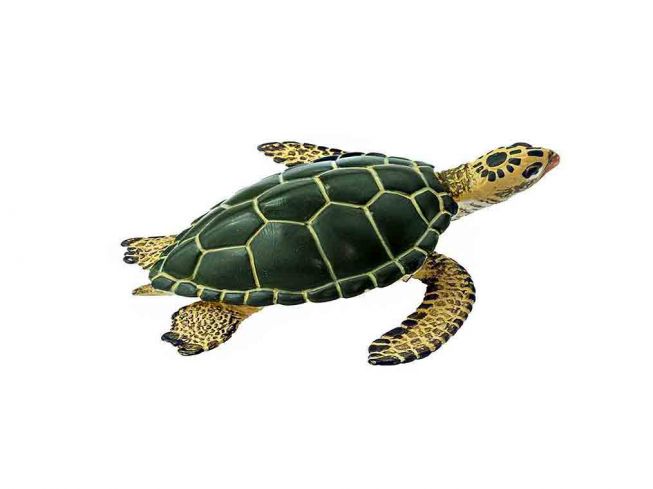 Grønn havskilpadde [Green Sea Turtle ]