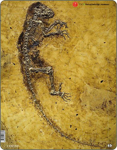 Ida puslespill fossil