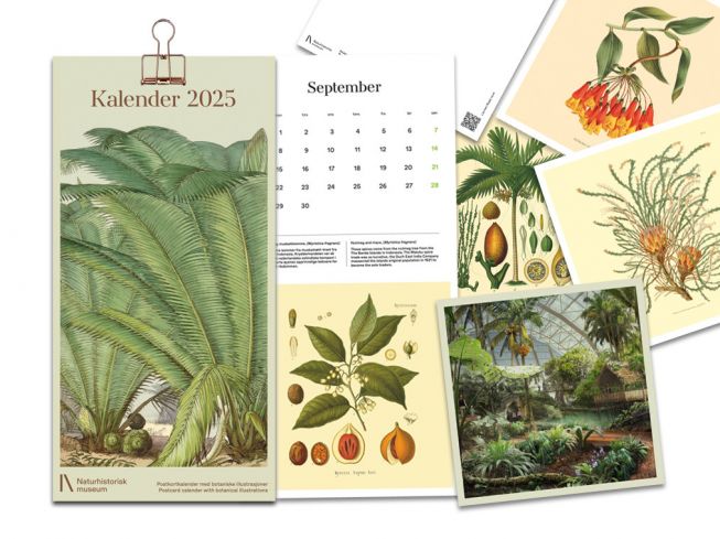 Postkortkalender med botaniske illustrasjoner 2025