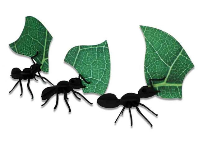 Bladskjærermaur 3 stk [Leafcutter ants 3 pieces] 3D
