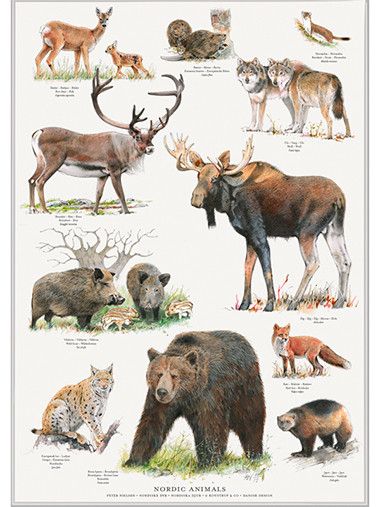 Plakat - nordiske dyr