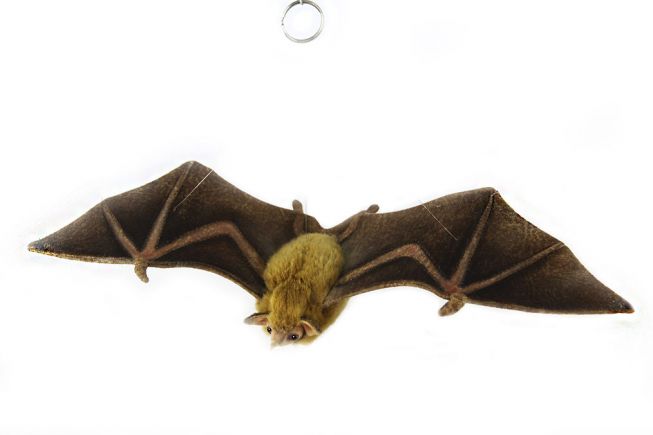 Nektarflaggermus [Orange Nectar Bat] 40 cm Hansa
