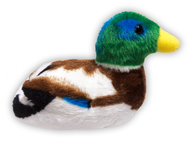 Stokkand [Mallard duck]