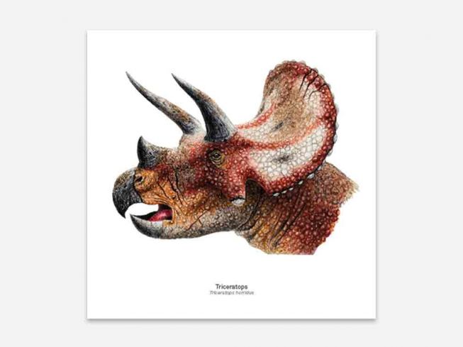 Postkort Triceratops
